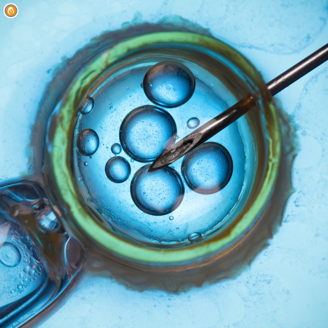 Embryo Transfer