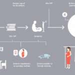 Diagram showing gestational surrogacy process in Armenia